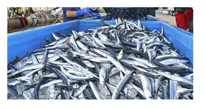 <strong>台湾查出日本鱼类致癌物超标40倍</strong>