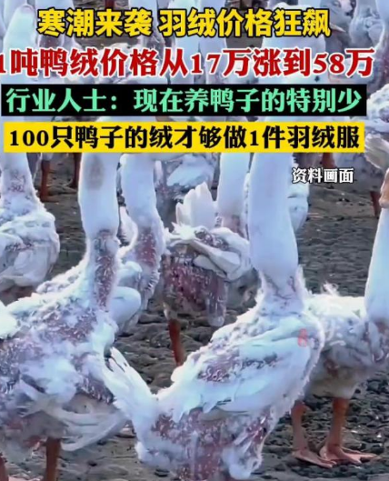 <strong>1吨鸭绒从17万涨到58万</strong>