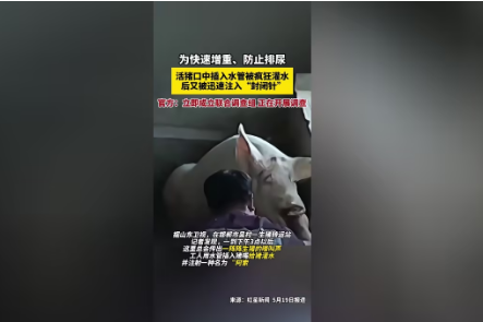 <strong>活猪被灌水打“封闭针”跨省送屠宰</strong>