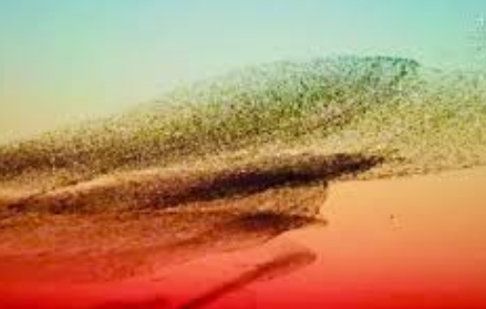 北冥有鱼竟然是真的