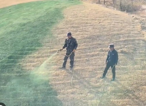 陕西一地给枯草喷颜料?当地回应