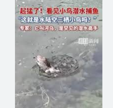 起猛了 看见一只鸟在潜水捕鱼