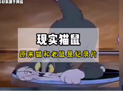 <strong>原来猫和老鼠是纪实片</strong>