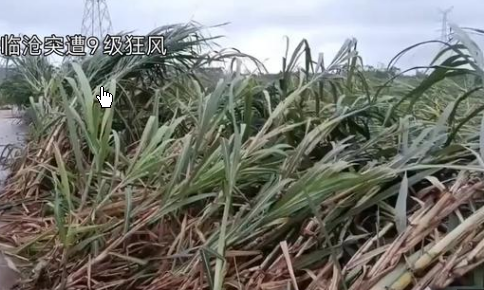 <strong>云南突发大风 甘蔗如浪潮般倒伏</strong>