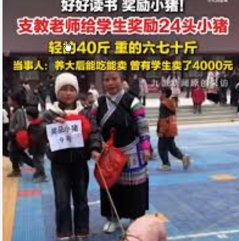 <strong>乡村小学奖励学生24头小猪</strong>