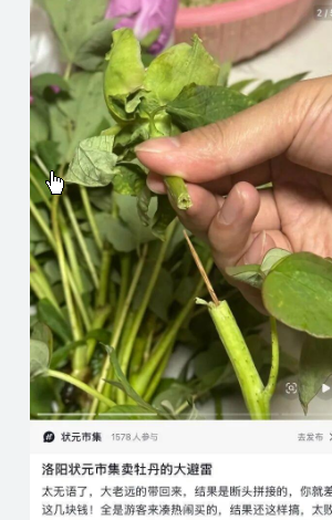 <strong>河南游客买的牡丹是断头花?市集回应</strong>