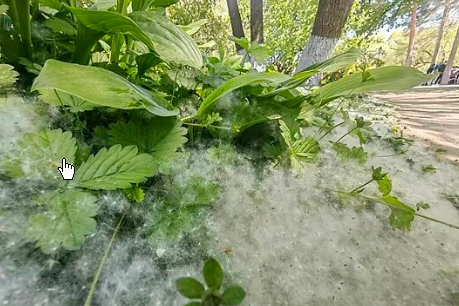 <strong>为什么不能把杨柳树都砍了?官方回应</strong>