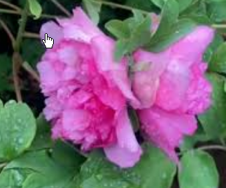 <strong>洛阳现“并蒂牡丹” 概率千万分之一</strong>