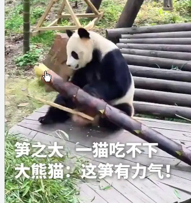 <strong>“笋之大 一猫吃不下”</strong>