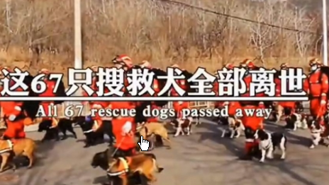 <strong>汶川地震67只搜救犬都已离世</strong>