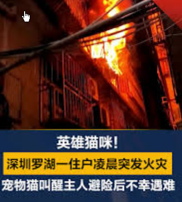 <strong>深圳一住宅起火 宠物猫叫醒全家逃生</strong>